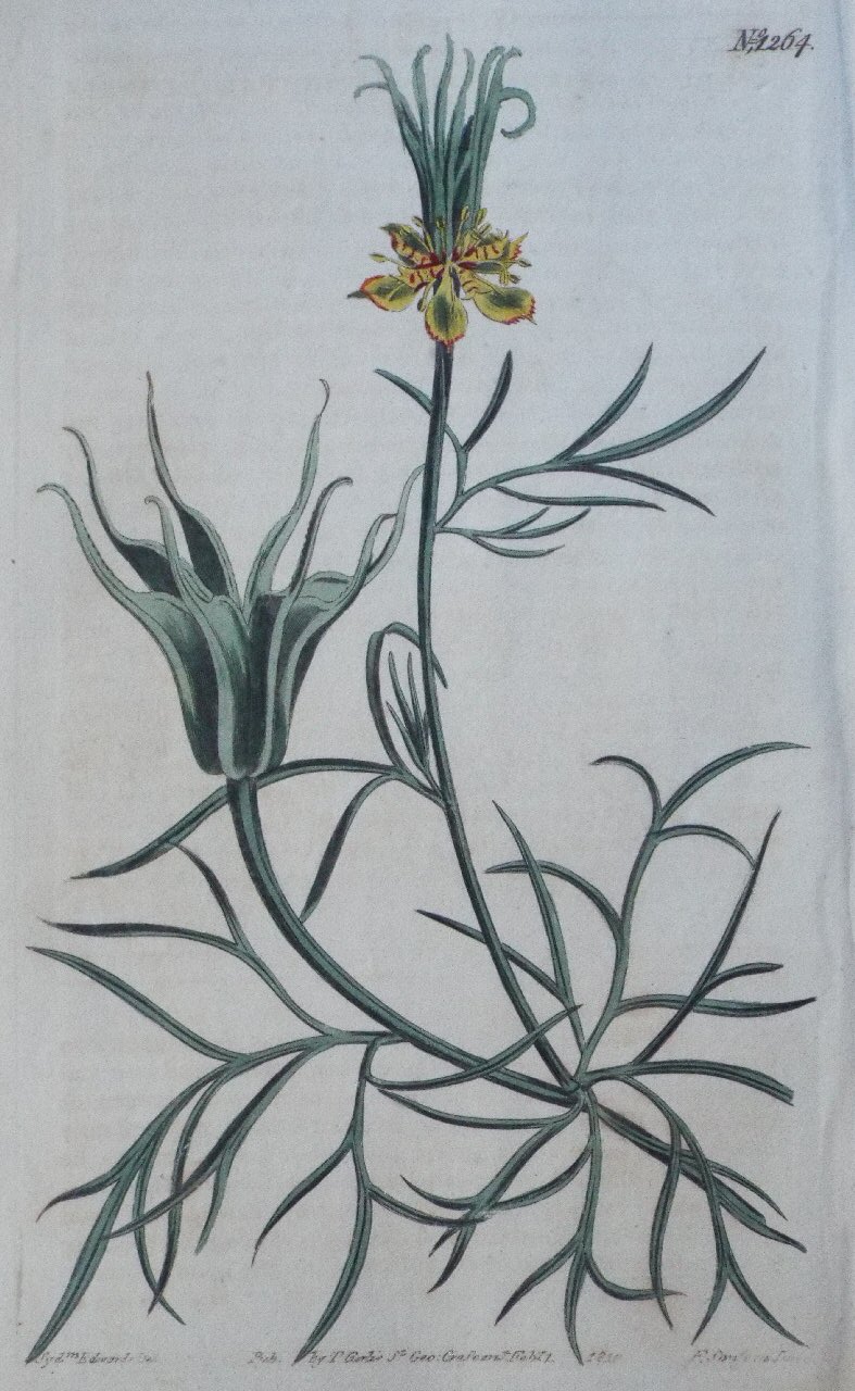 Print - No. 1264 (Nigella Orientalis. Oriental Fennel-flower.) - Sansom